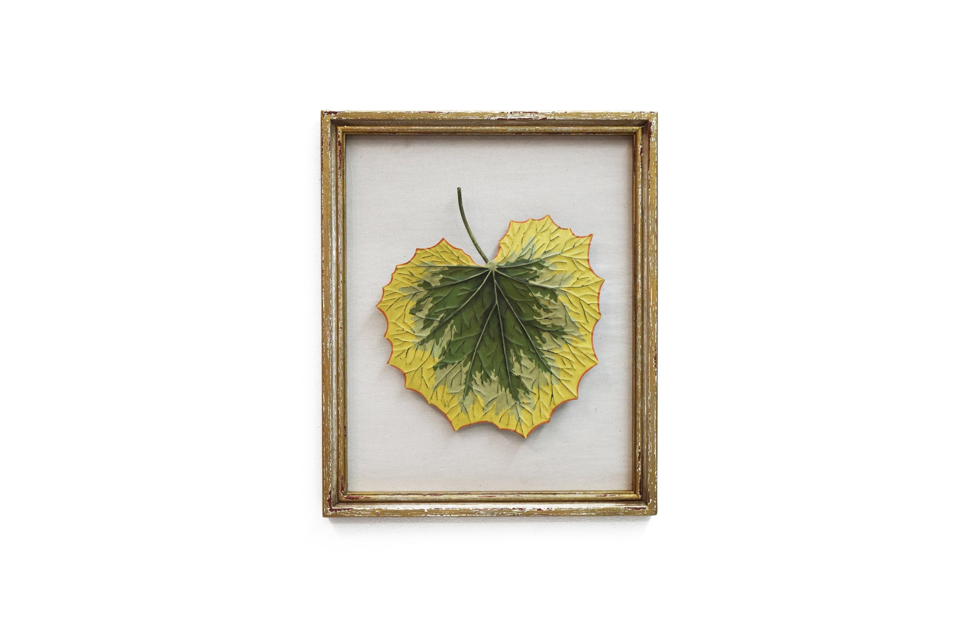 Framed Farfagium Leaf